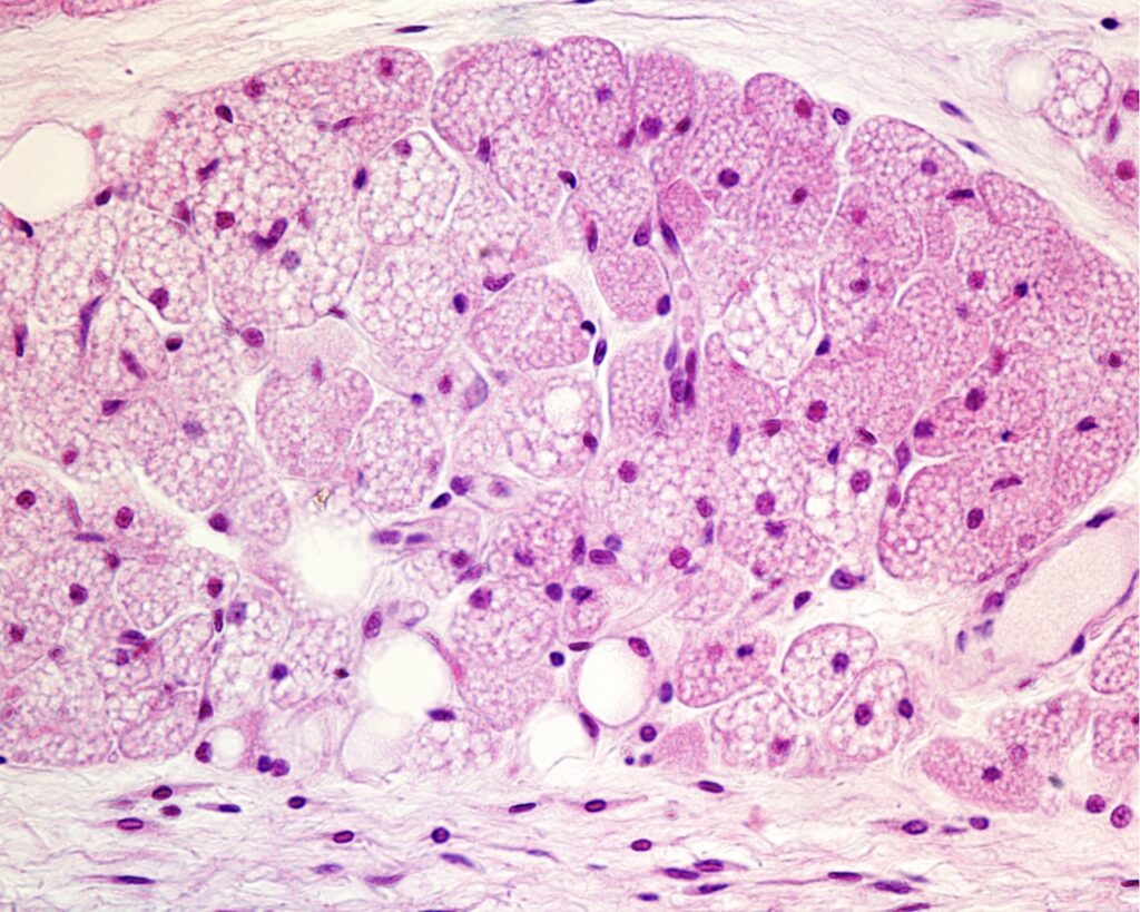 ADIPOCYTES : CES CELLULES GRAISSEUSES QUI DÉFIENT NOTRE SILHOUETTE PAR CENTRE KOEL