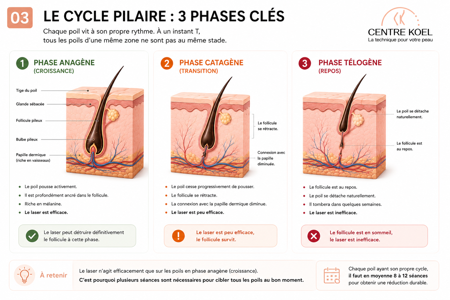 Schéma des 3 phases clés du cycle pilaire par Centre Koel, votre expert en épilation définitive et laser homme et femme