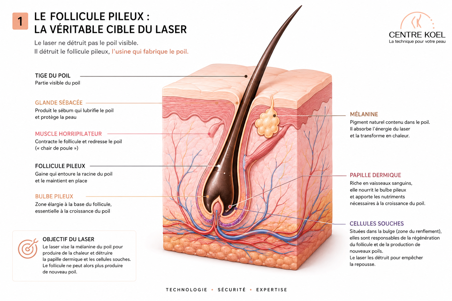 Schéma du follicule pileux, cible du laser par Centre Koel, votre expert en épilation définitive et laser homme et femme